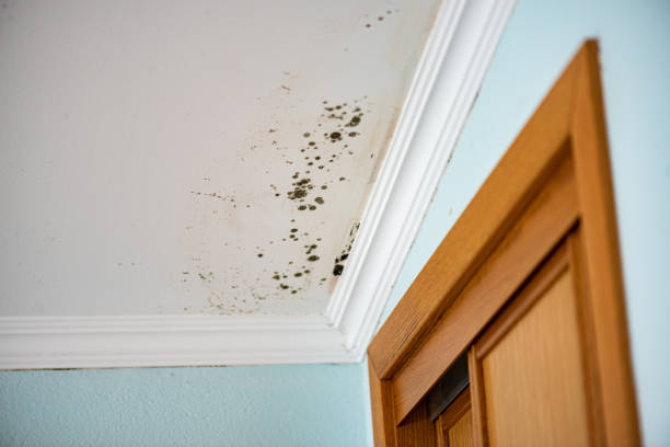 Best Mold Remediation Services  in Clyde, NC