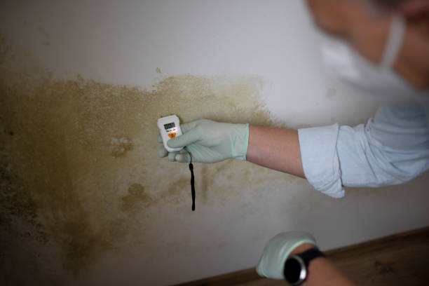 Best Residential Mold Removal  in Clyde, NC