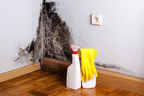Best Mold Removal and Inspection  in Clyde, NC