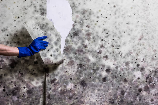 Mold Removal and Inspection in Clyde, NC