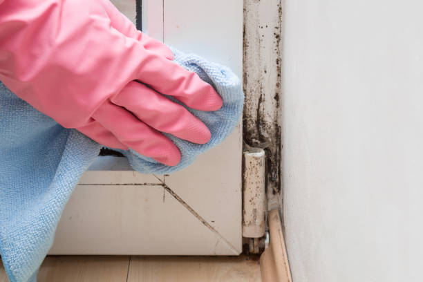 Best Attic Mold Removal  in Clyde, NC
