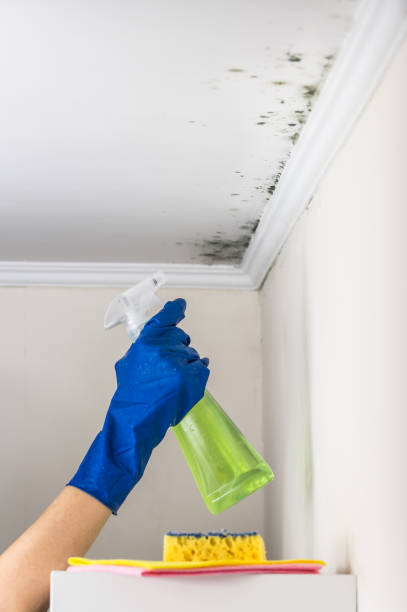 Reliable Clyde, NC Mold Removal Solutions