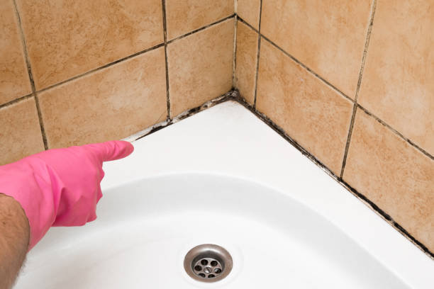 Best Home Mold Removal  in Clyde, NC